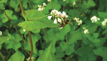 Gryka rośliną dostarczającą znakomitego miodu